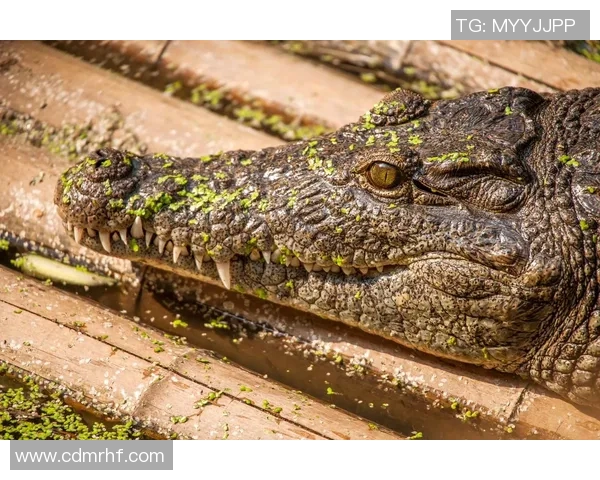 鳄鱼意外袭击致足球明星不幸遇难引发全球哀悼与关注